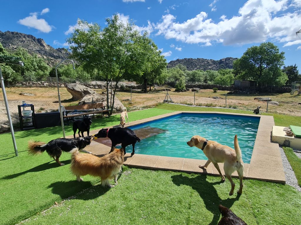 perros jugando en la piscina